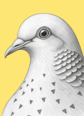 Pencil illustration of a pigeon